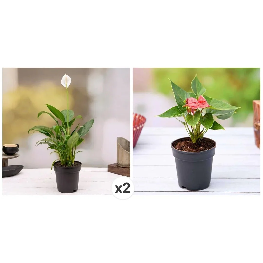 Top 3 Flowering Indoor Plants to Purify Air - Image 2