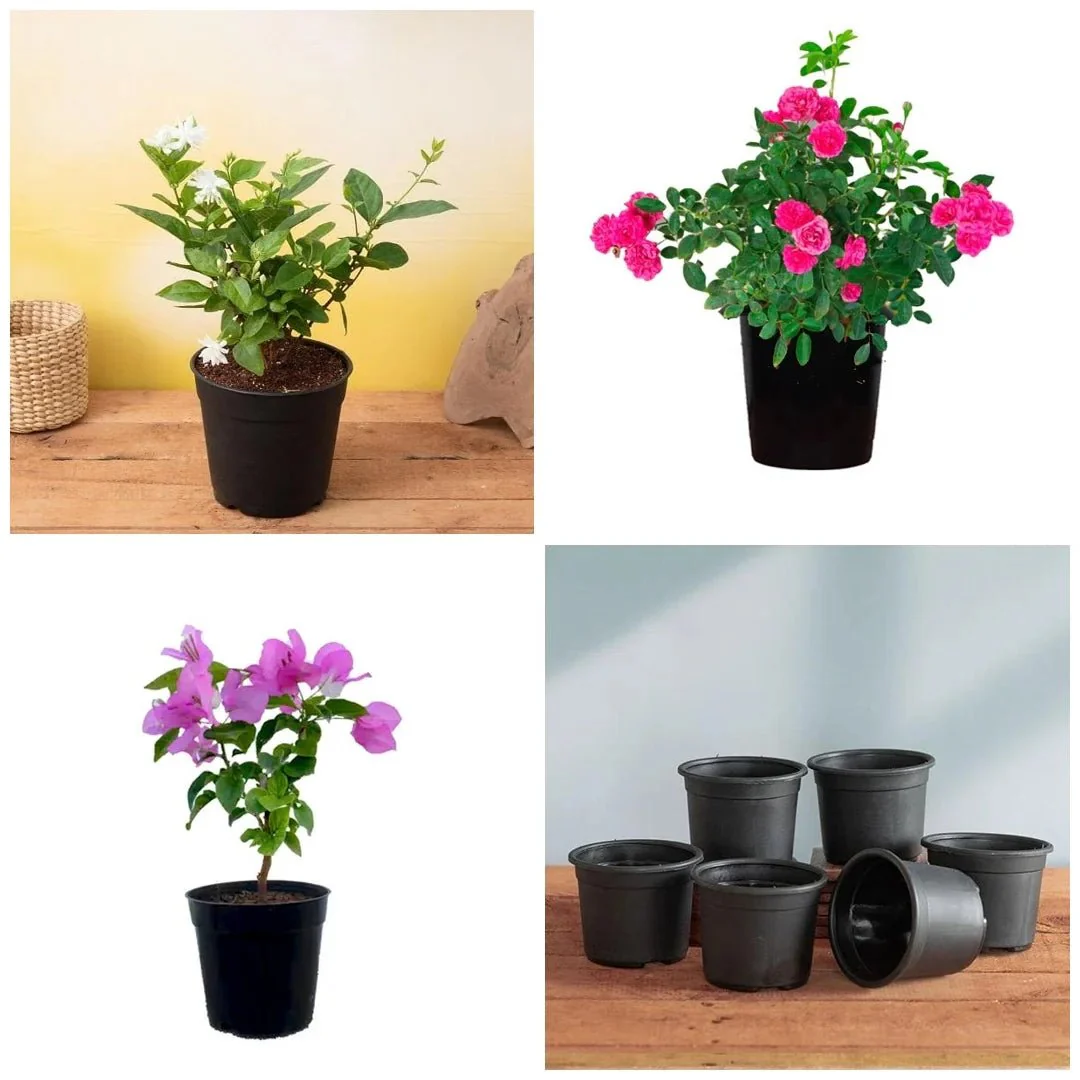 Top 3 Flowering plants to Enhance Garden Beauty - Image 2
