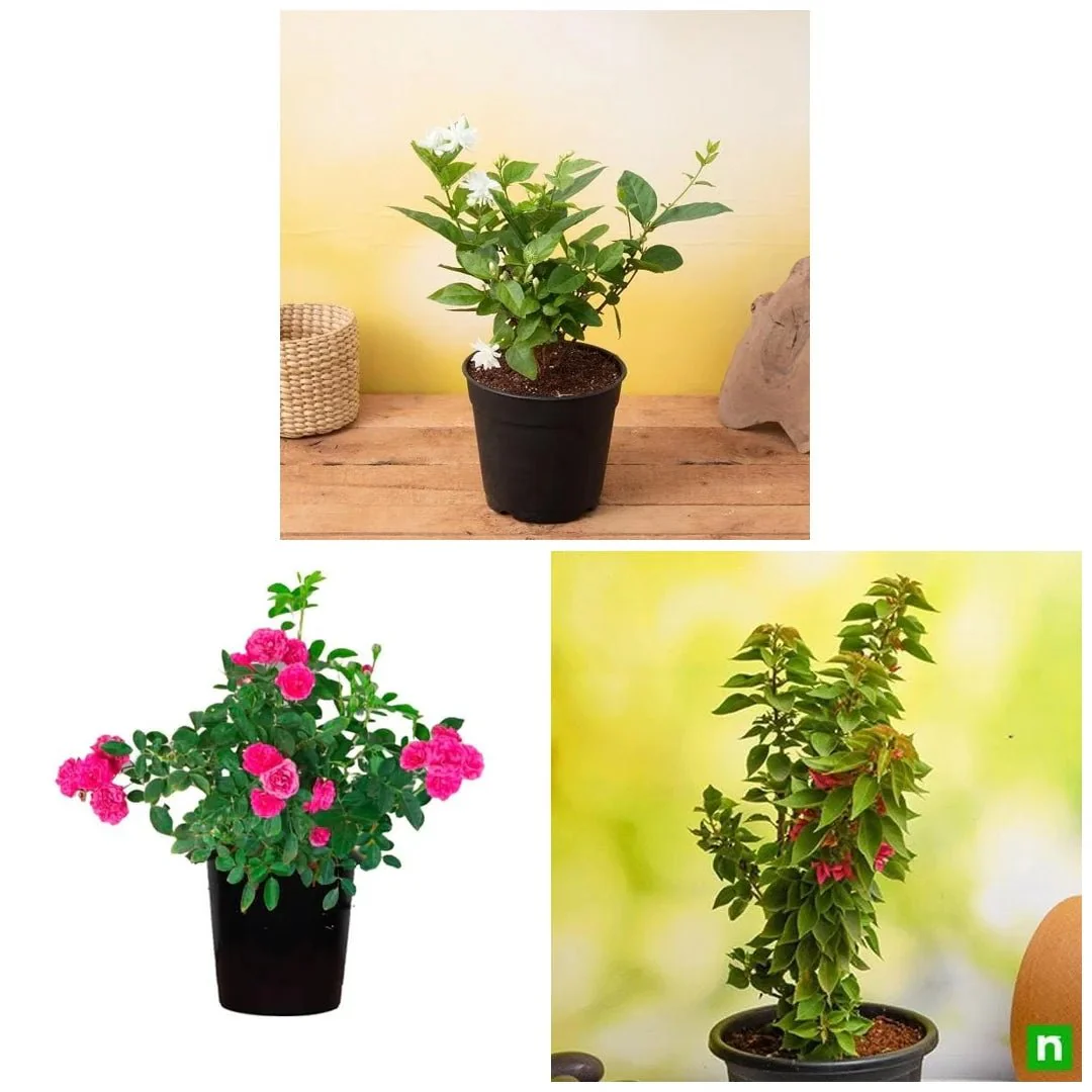 Top 3 Flowering plants to Enhance Garden Beauty - Image 3