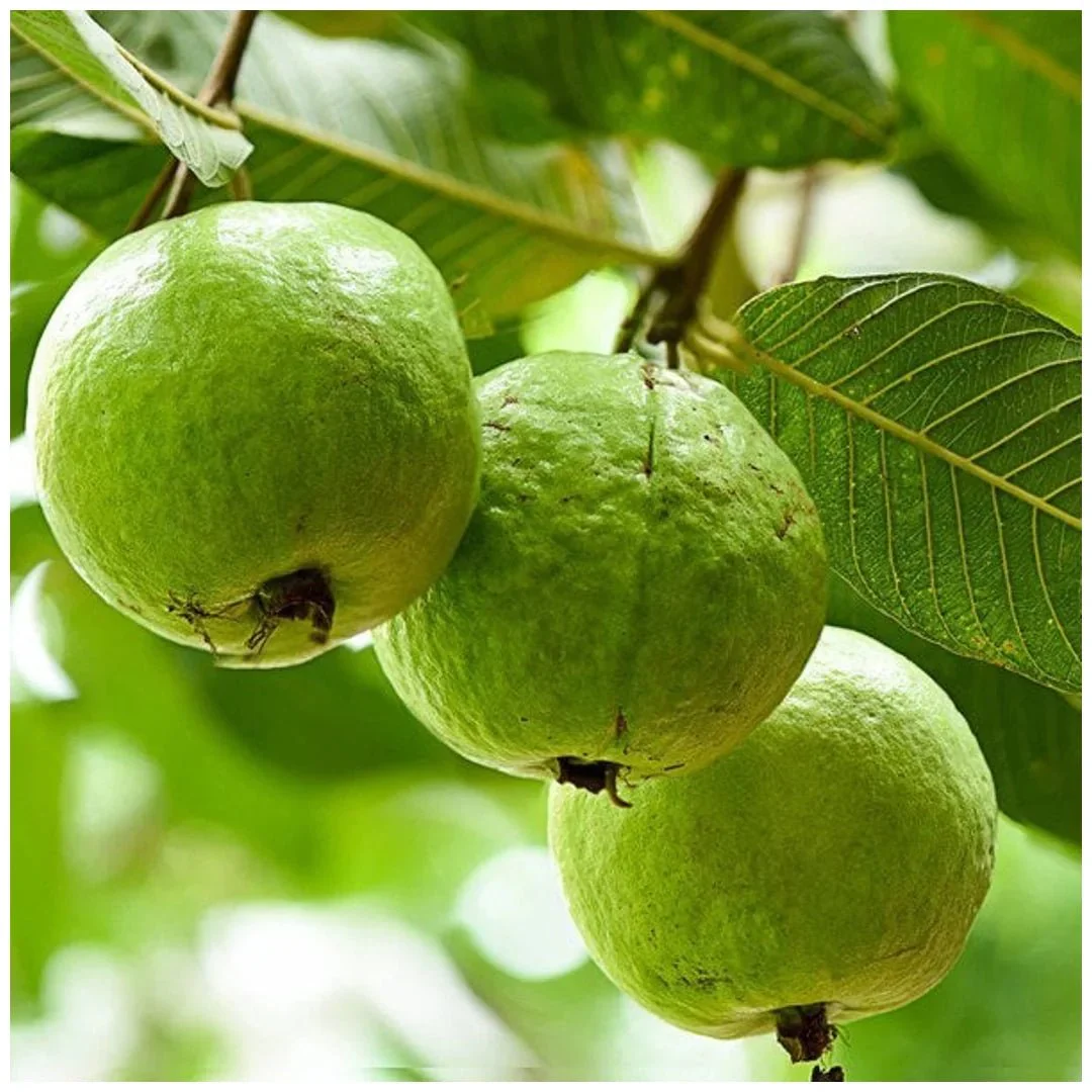 Top 3 Fruit Plants to Grow in Pots - Image 2