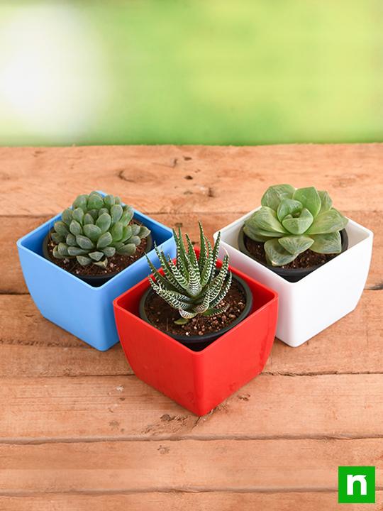 Top 3 Hard to Kill Succulent Pack - Image 2
