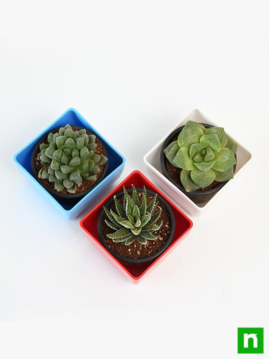 Top 3 Hard to Kill Succulent Pack - Image 3
