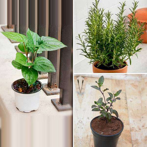 Top 3 Medicinal Herbs - Image 2