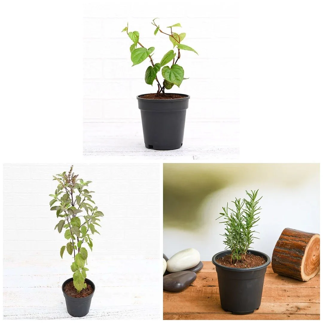 Top 3 Medicinal Herbs - Image 3