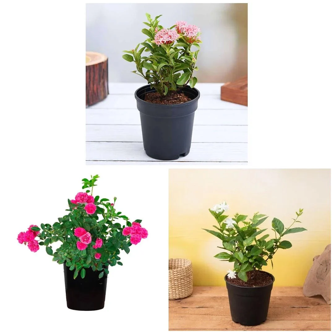 Top 3 Outdoor Flowering Plants - Image 2