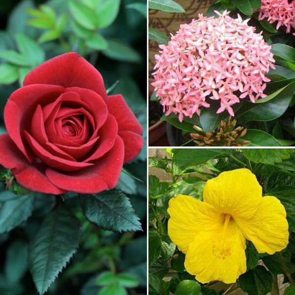 Top 3 Plants for Beautiful Flowers - Image 2
