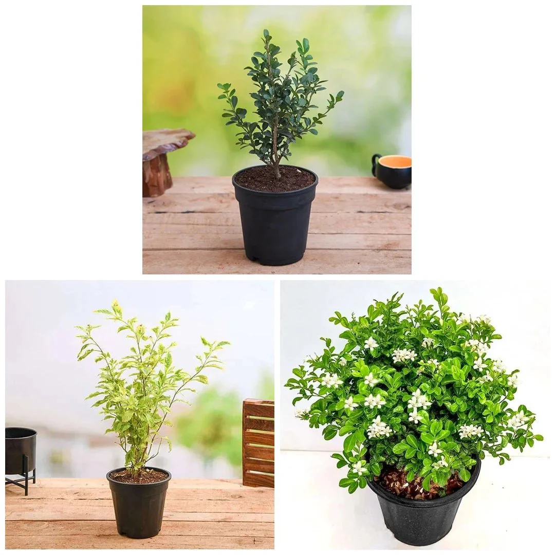 Top 3 Plants for Hedges - Image 2