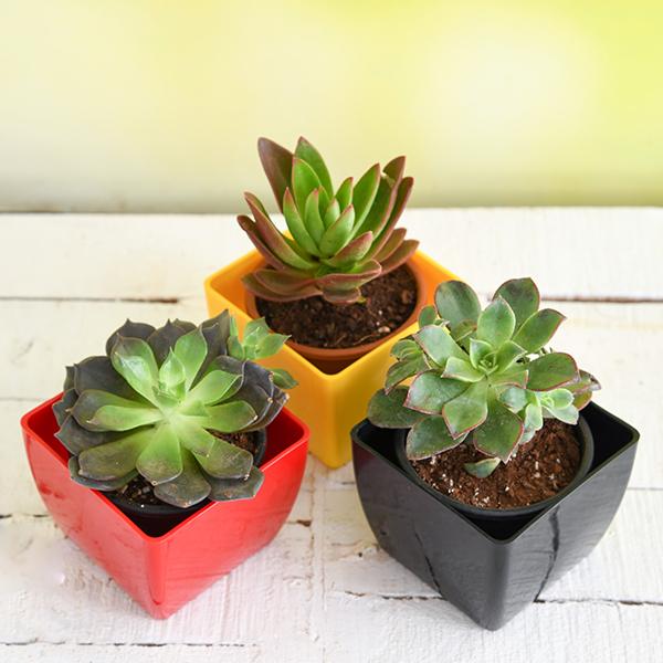 Top 3 succulent plants Pack