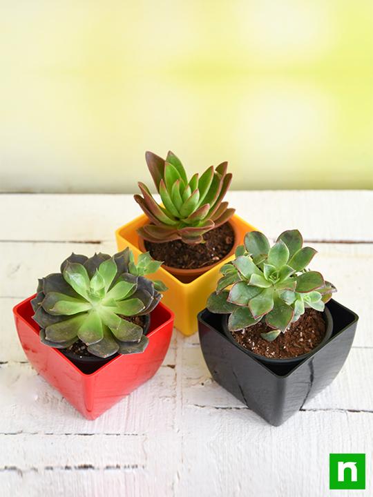 Top 3 succulent plants Pack - Image 2