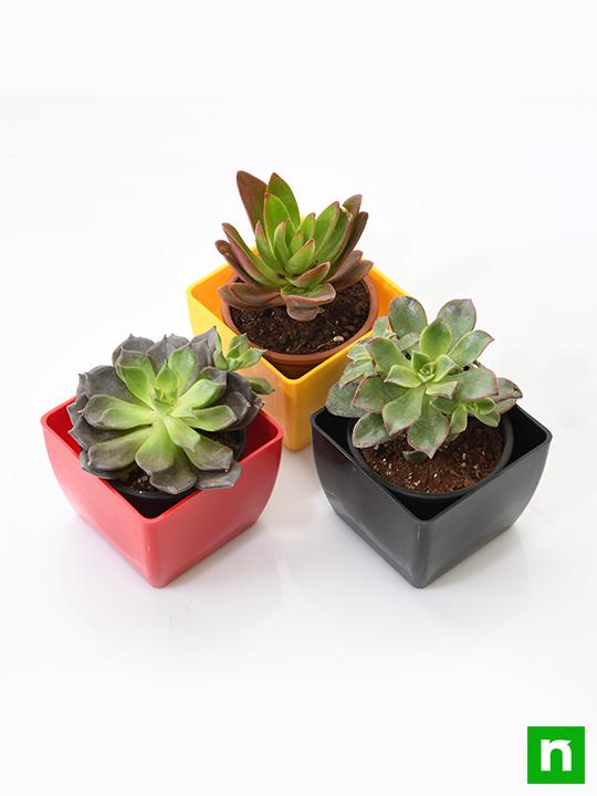 Top 3 succulent plants Pack - Image 3