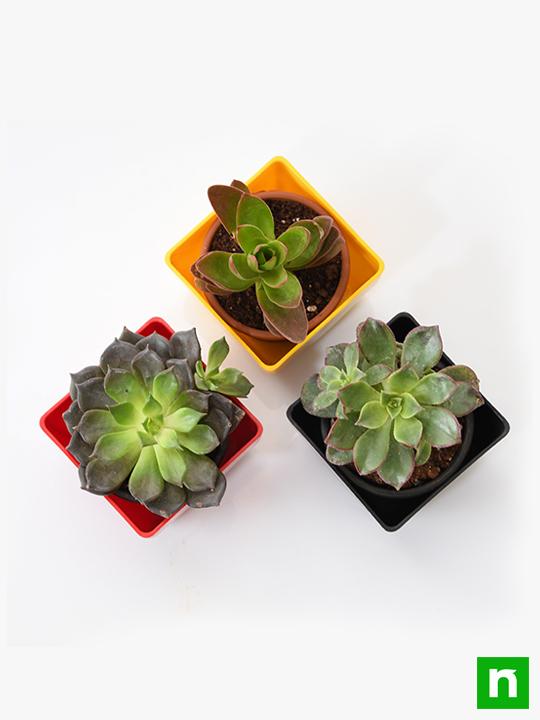 Top 3 succulent plants Pack - Image 4