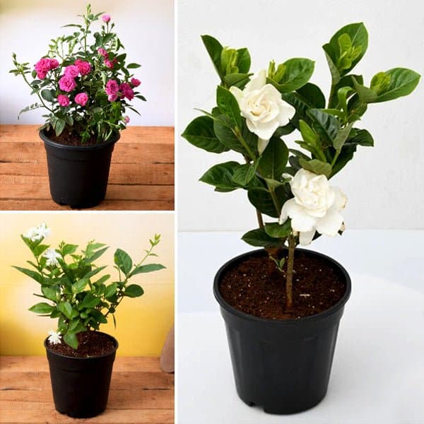 Top 3 Year Round Flowering Plants - Image 2