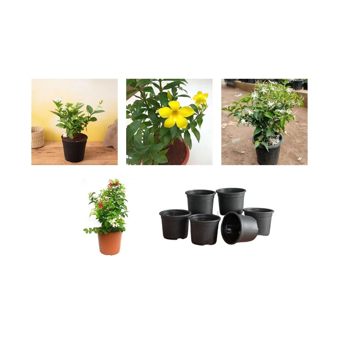 Top 4 All Year Flowering Plants Pack - Image 3