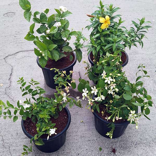 Top 4 All Year Flowering Plants Pack - Image 4