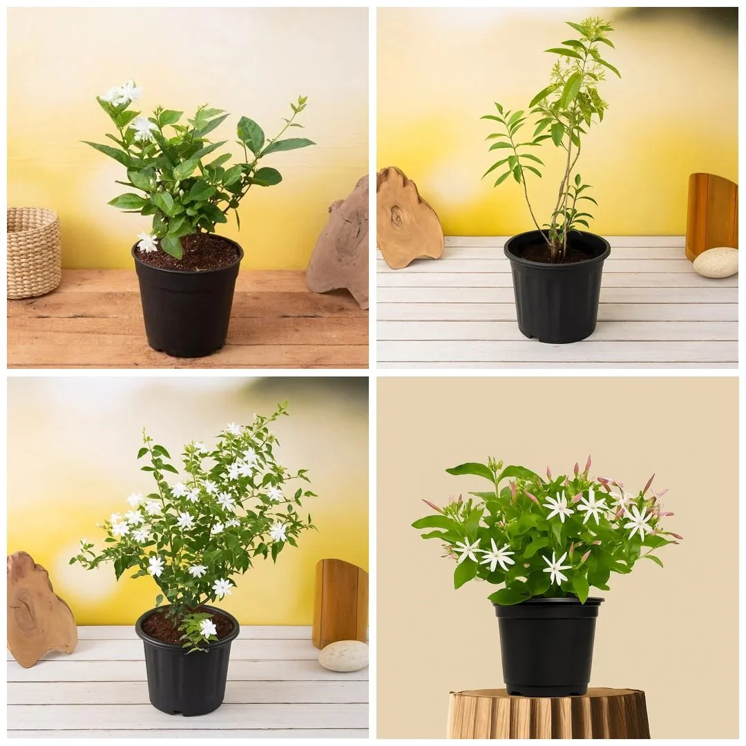 Top 4 Jasmine Flowering Plants for Fragrance - Image 2