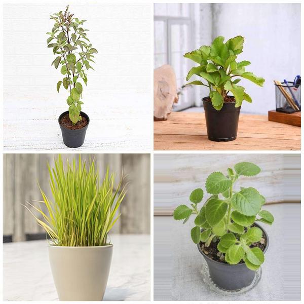 Top 4 Plants For Healthy Homes - Image 3