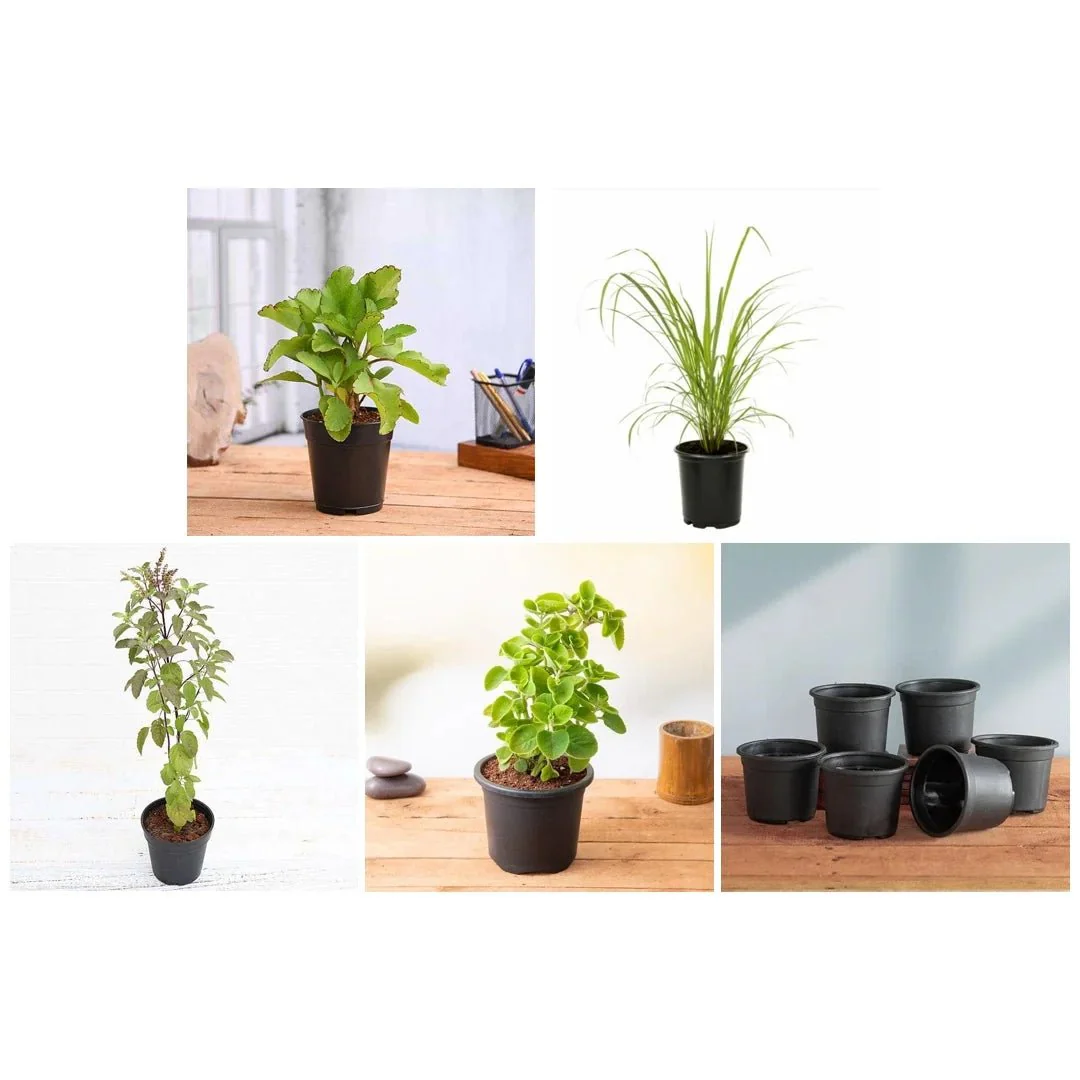 Top 4 Plants For Healthy Homes - Image 4