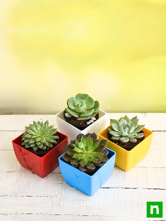 Top 4 Rose Shaped Succulent Pack - Image 2