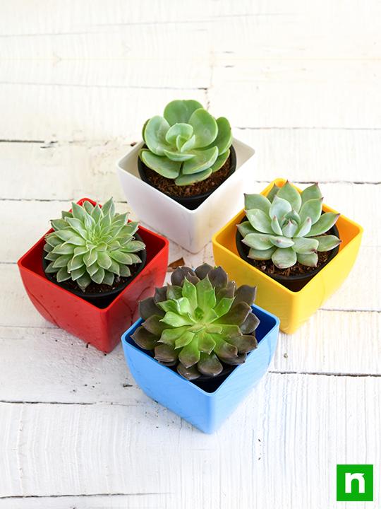 Top 4 Rose Shaped Succulent Pack - Image 3