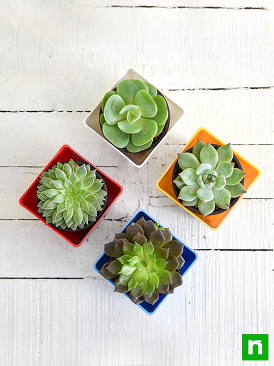 Top 4 Rose Shaped Succulent Pack - Image 4