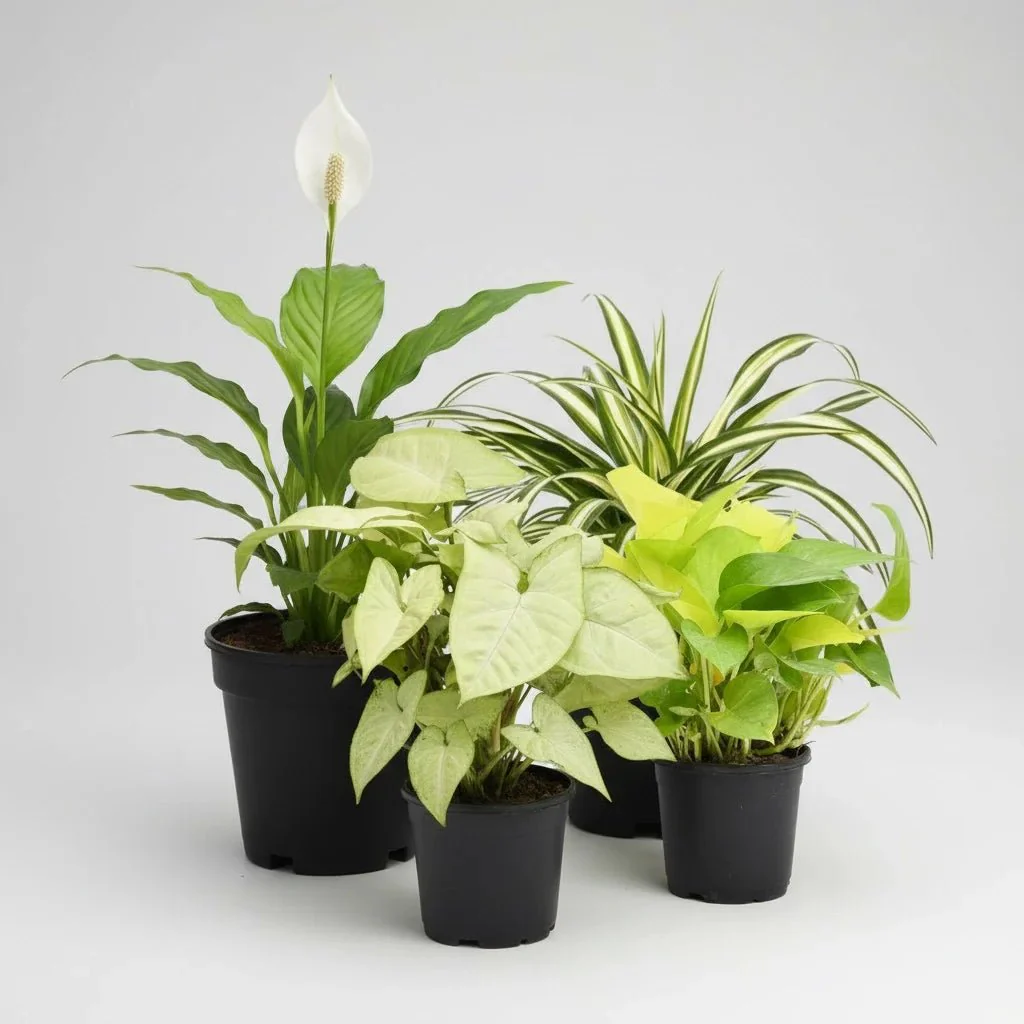 Top 4 Stress Relieving Plants Pack
