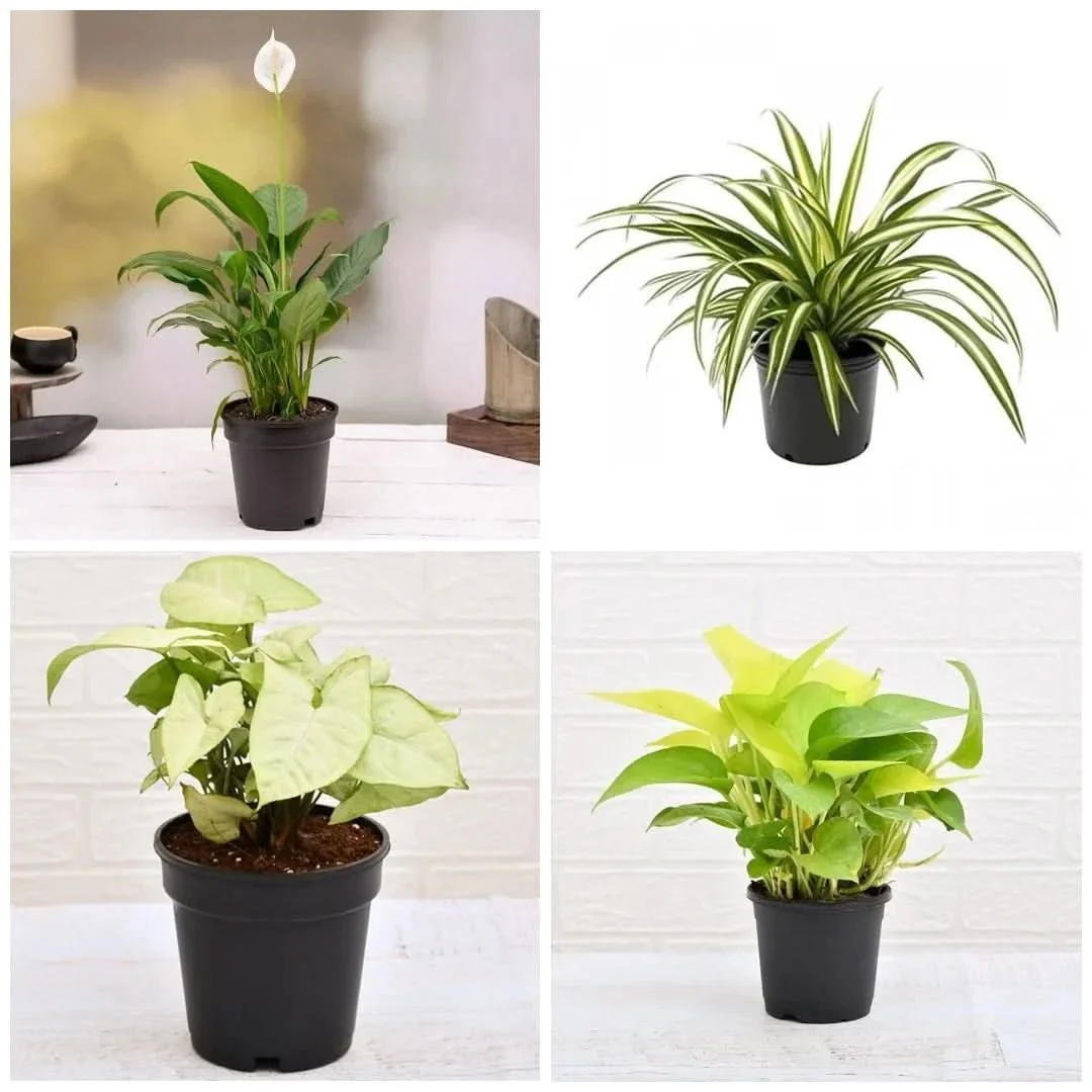 Top 4 Stress Relieving Plants Pack - Image 2