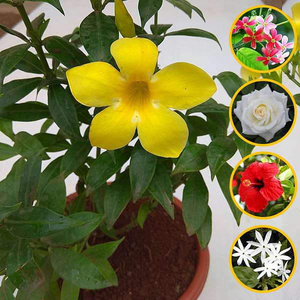 Top 5 Annual Flowering Plants - Image 2