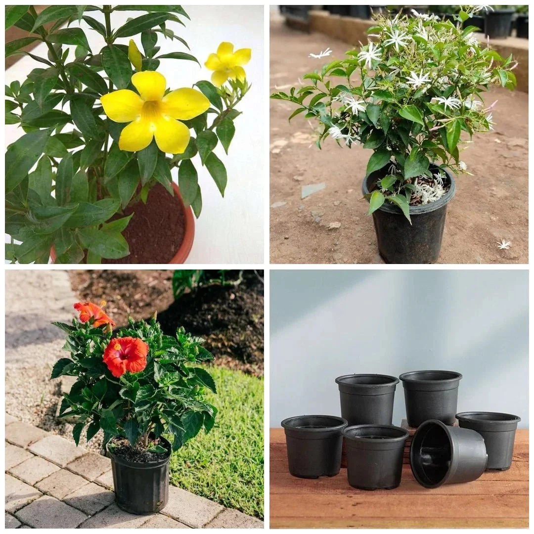 Top 5 Annual Flowering Plants - Image 3
