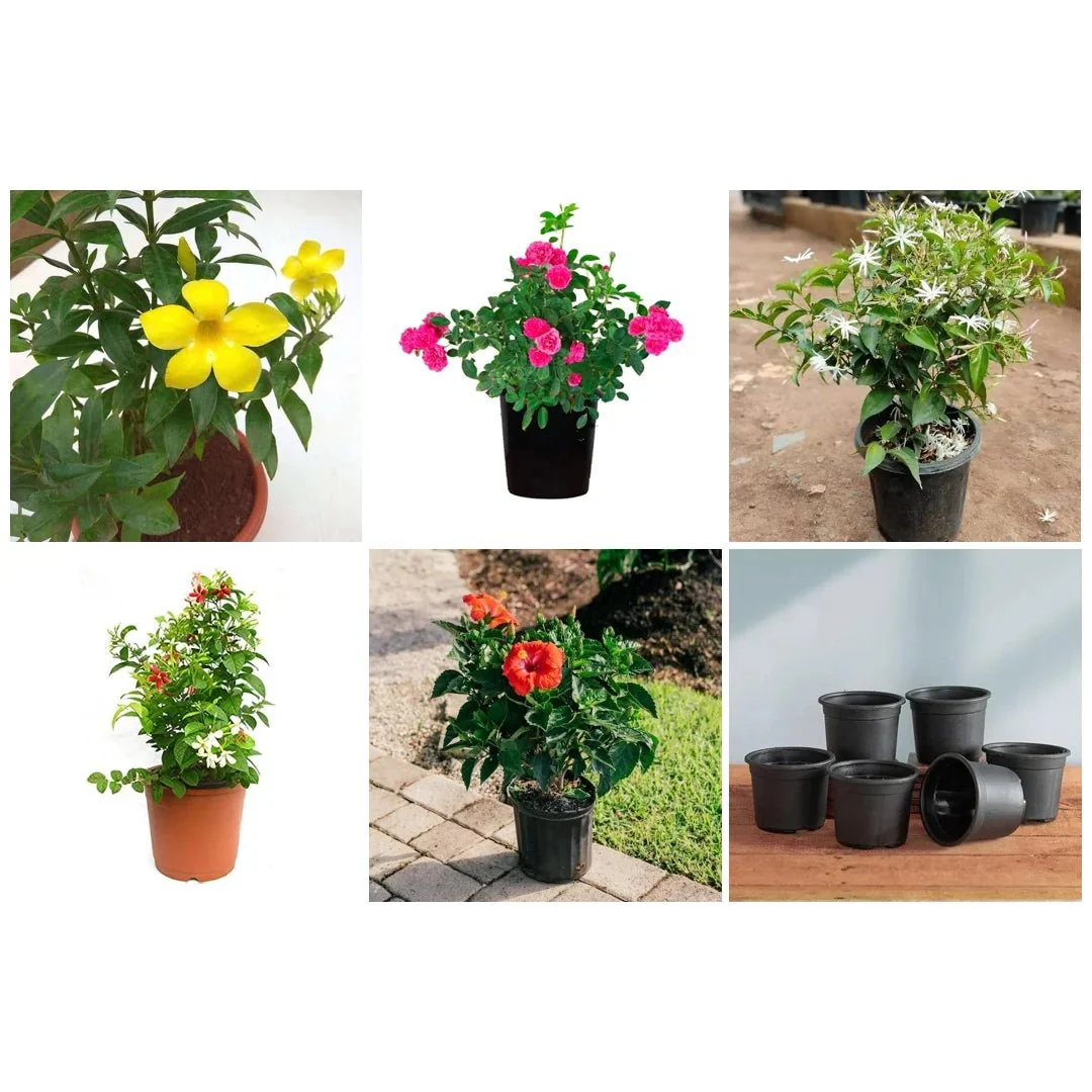 Top 5 Annual Flowering Plants - Image 4