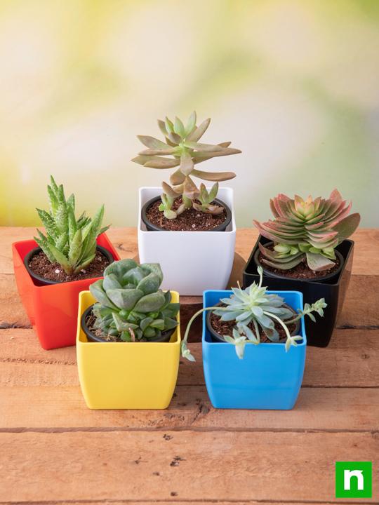 Top 5 Cute Succulents - Image 2