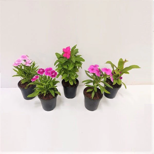 Top 5 Dazzling Flowering Plants Pack