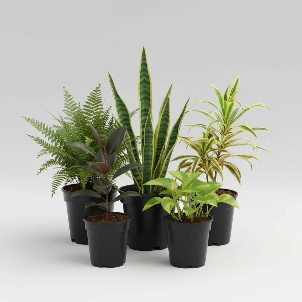 Top 5 Easiest to Grow Plants - Image 3