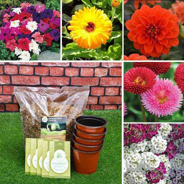 Top 5 Flowering Seeds to Sow in Winter