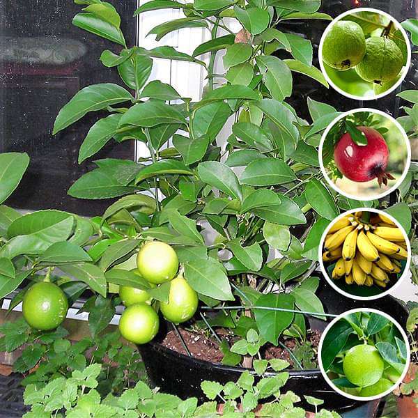 Top 5 Fruits Plants to Grow in Pot - Image 3