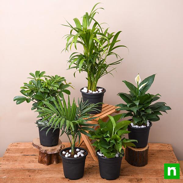 Top 5 Indoor Garden Plants to Remove Air Toxins - Image 2