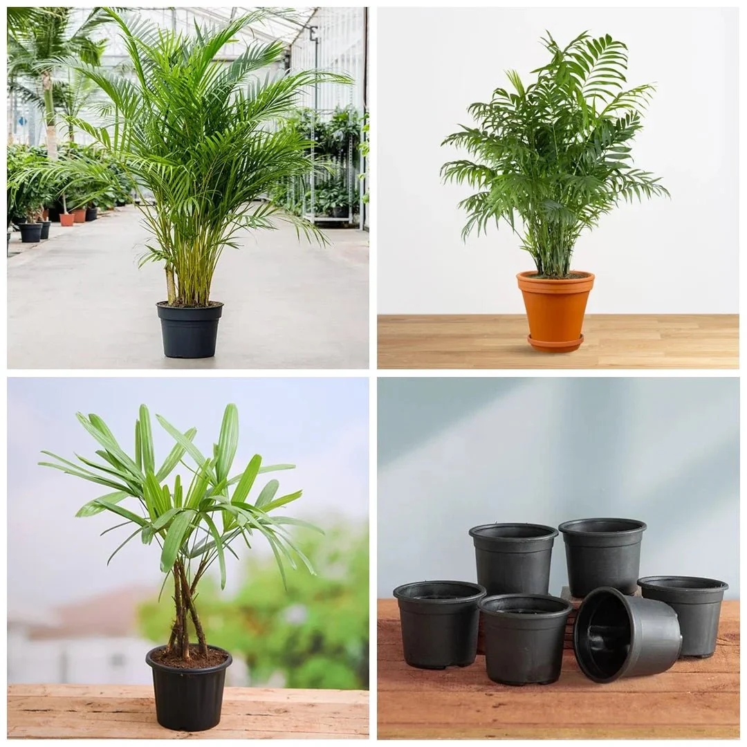 Top 5 Indoor Palm Plants Pack - Image 2