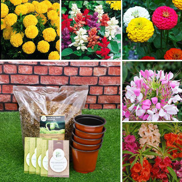 Top 5 Monsoon flowering seeds