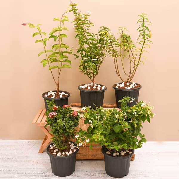 Top 5 Monsoon Special Flowering Plants - Image 2