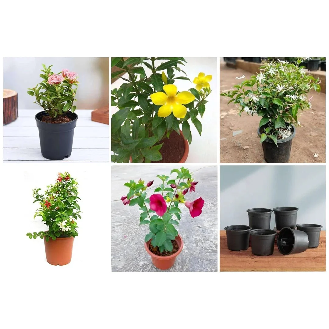 Top 5 Monsoon Special Flowering Plants - Image 3