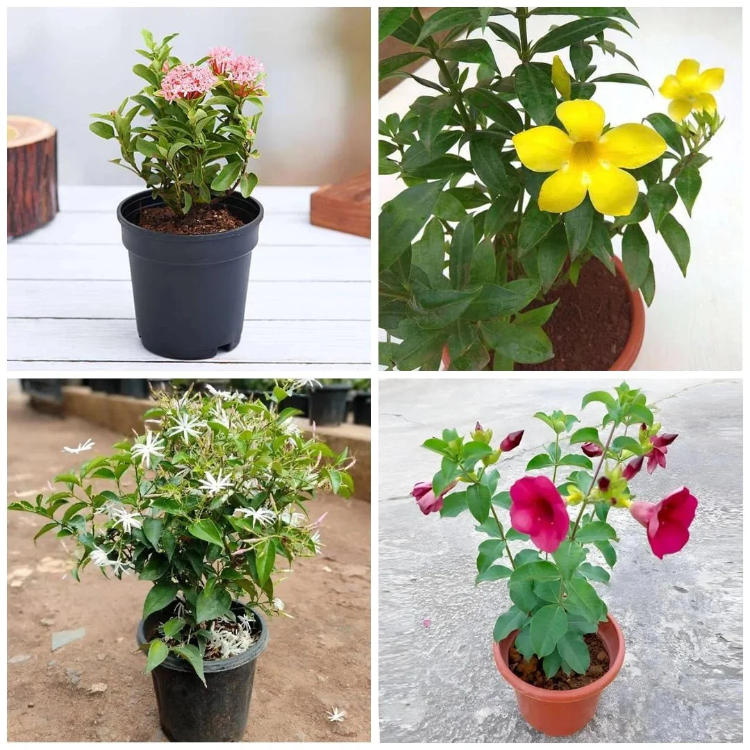 Top 5 Monsoon Special Flowering Plants - Image 4
