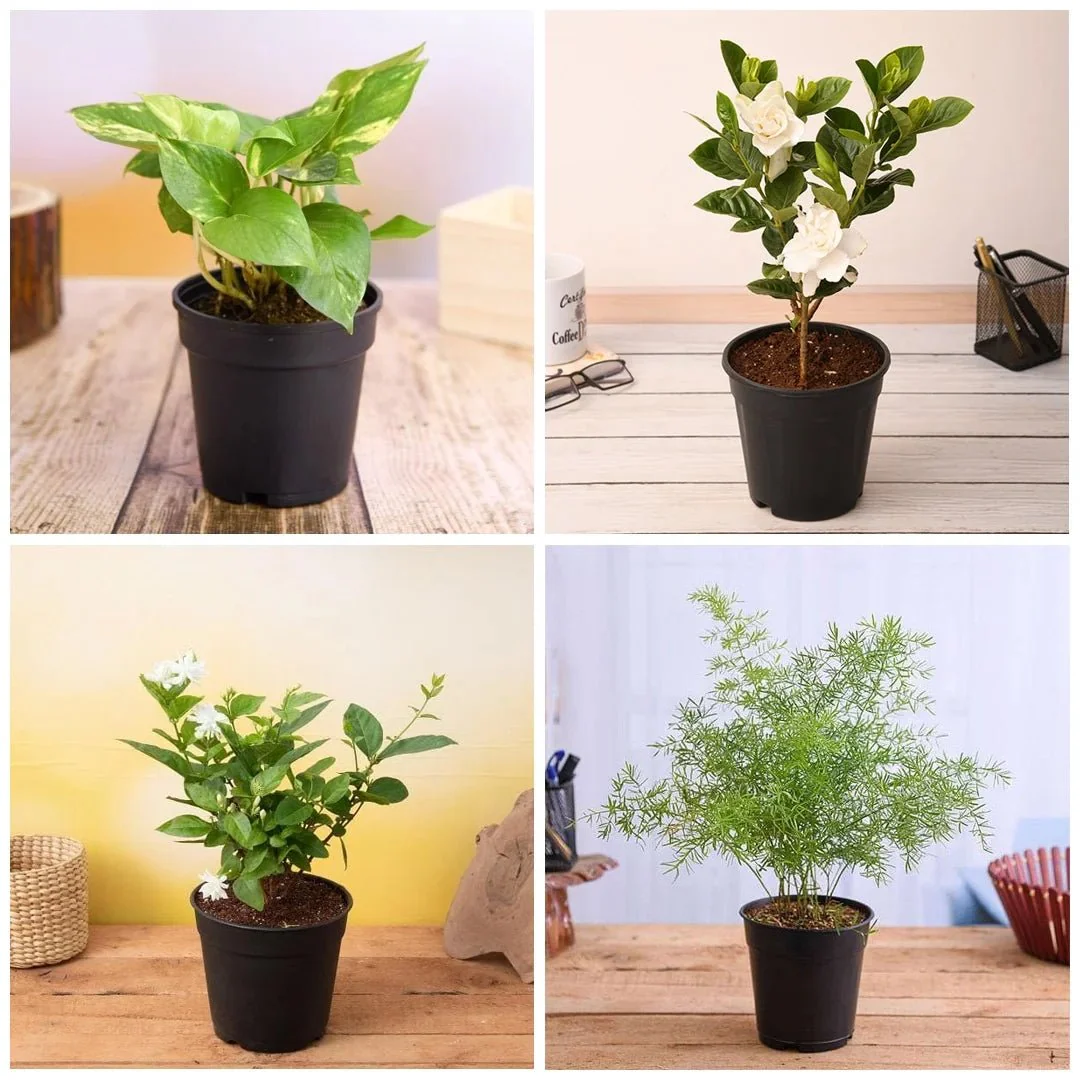 Top 5 Monsoon Special Plants - Image 2