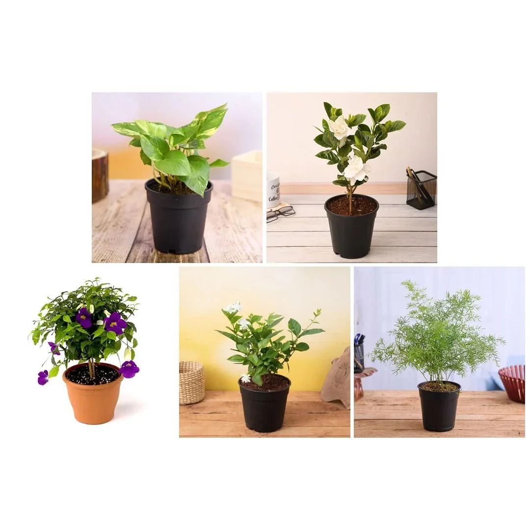 Top 5 Monsoon Special Plants - Image 3