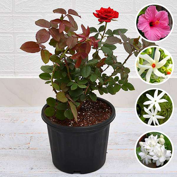 Top 5 Multipurpose Flowering Plants For Beauty