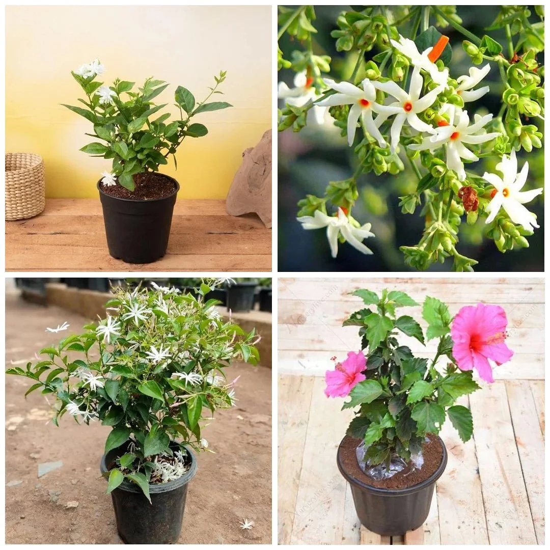 Top 5 Multipurpose Flowering Plants For Beauty - Image 2