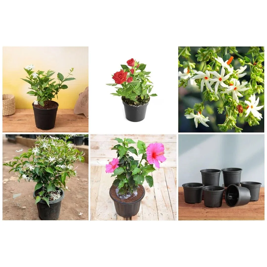 Top 5 Multipurpose Flowering Plants For Beauty - Image 3