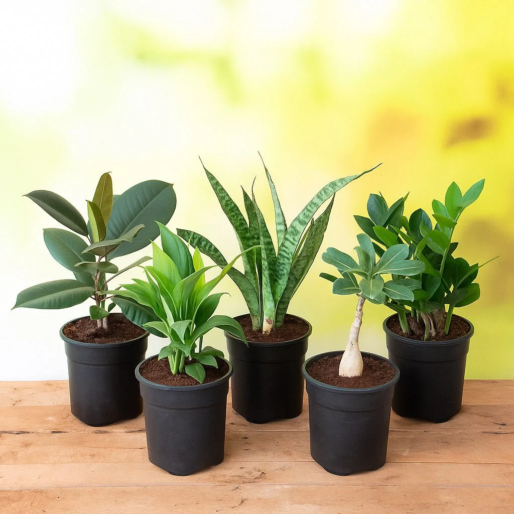 Top 5 No Fail Plants
