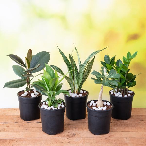 Top 5 No Fail Plants - Image 2