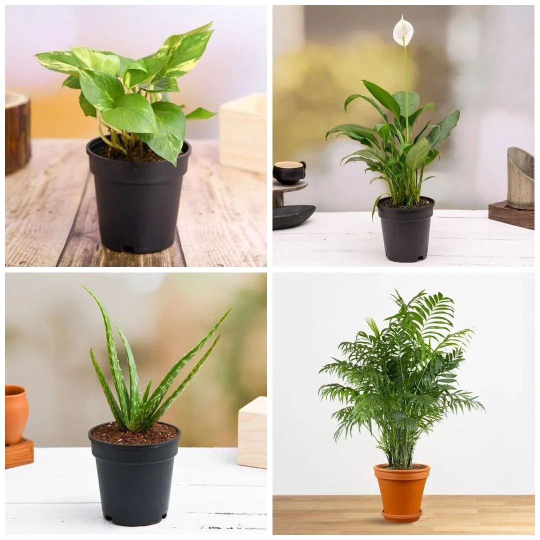 Top 5 Oxygen Bomb Plants Pack - Image 2