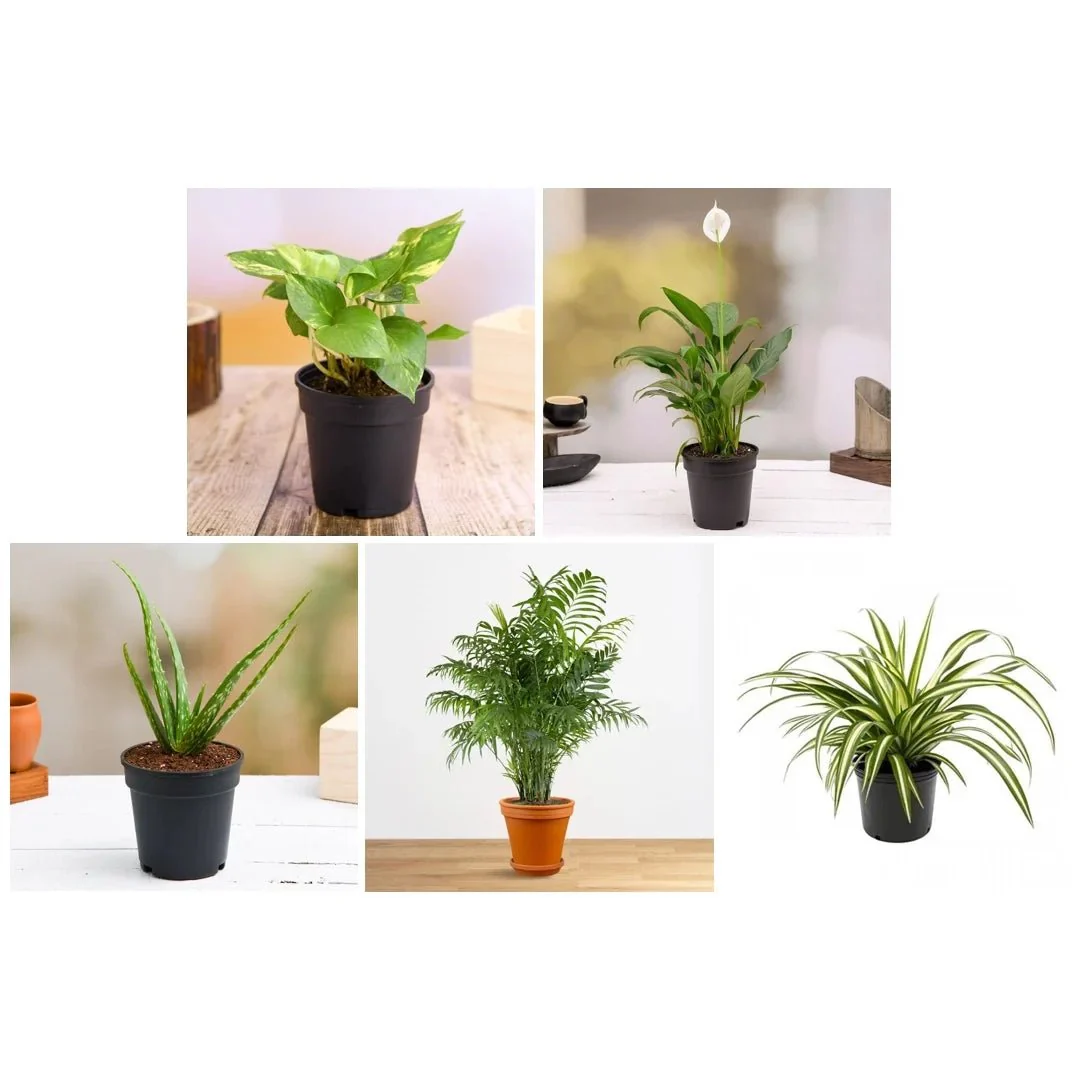 Top 5 Oxygen Bomb Plants Pack - Image 3