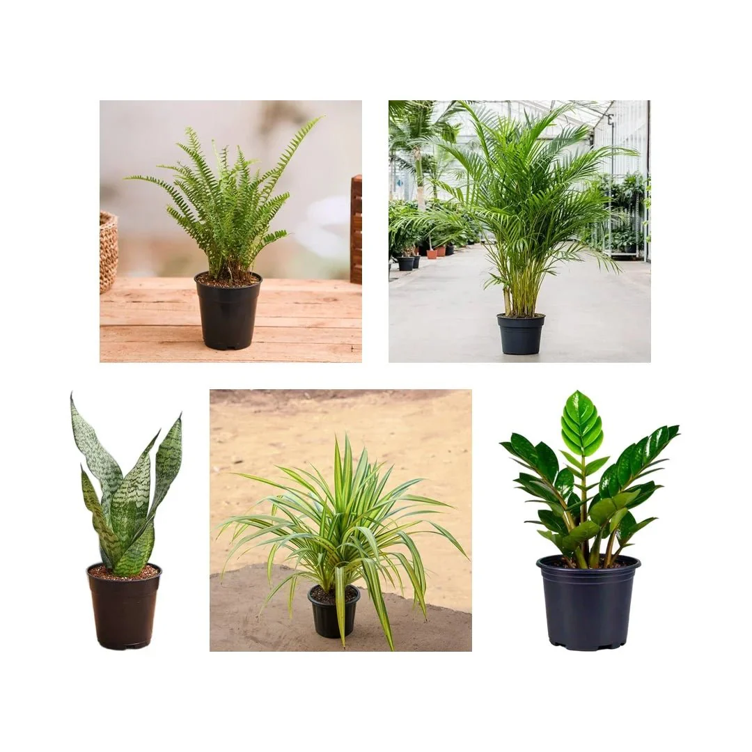 Top 5 Plants for Decoration on Auspicious Occasion - Image 2